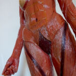 Anatomie Corpus Suave - Duo Ongezoet project