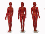 Anatomie Corpus Suave - Duo Ongezoet project Anatomie Corpus Suave- Duo Ongezoet- 2014>2016