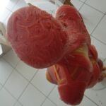 Anatomia Corpus Suaves - Duo Ongezoet project Anatomie Corpus Suave- Duo Ongezoet- 2014>2016